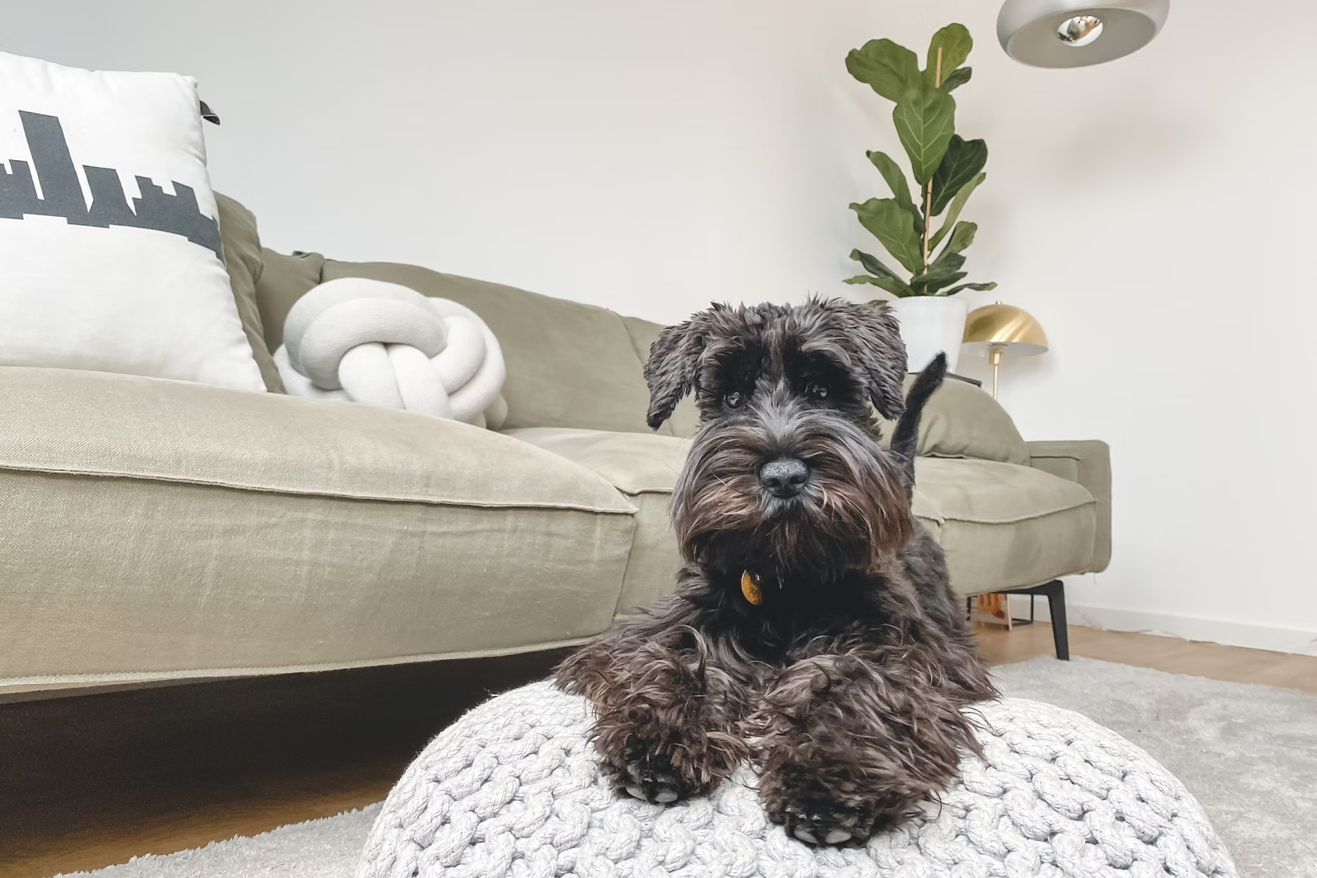 Small black dog on a cushion in a modern lounge with a plant.