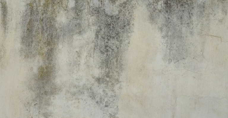 mould on a concrete wall